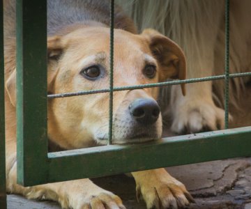 Aumentan casos de omisión de cuidados de mascotas en Hermosillo