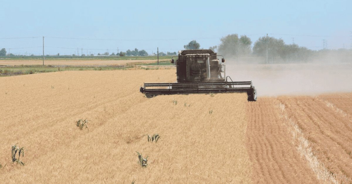 Sonora es líder en producción agrícola