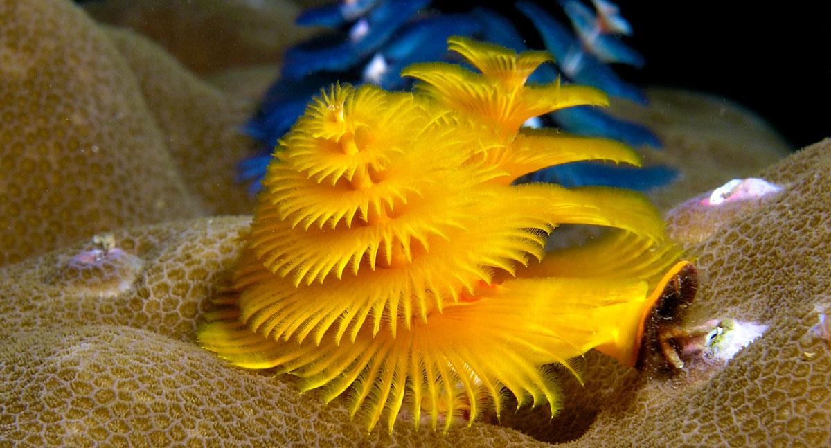 El habitante marino que recibe el nombre de Gusano árbol de Navidad