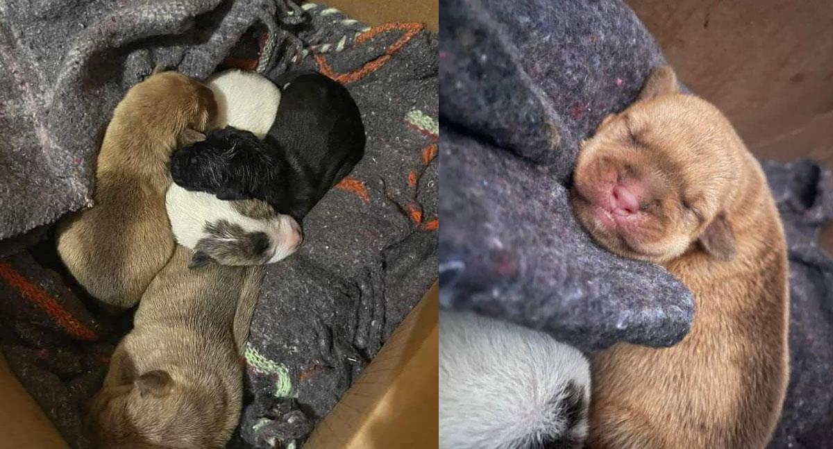 Bomberos de Navojoa rescatan a cachorritos de una alcantarilla