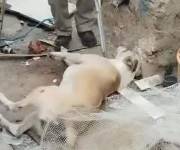Reportan envenenamiento de mascotas en Nogales