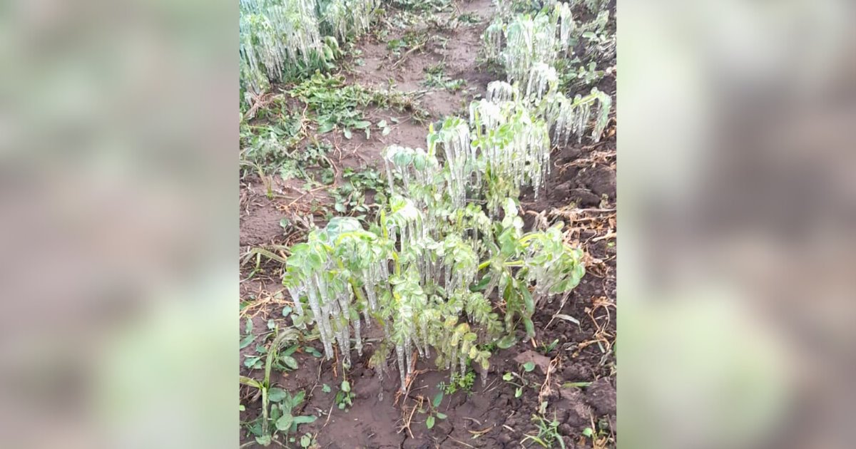 Evalúan daños por heladas en cultivos del sur de Sonora