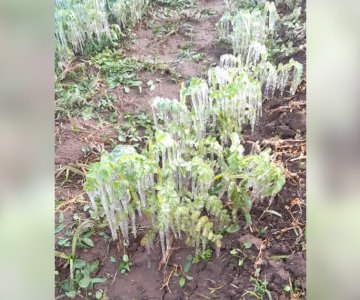 Evalúan daños por heladas en cultivos del sur de Sonora
