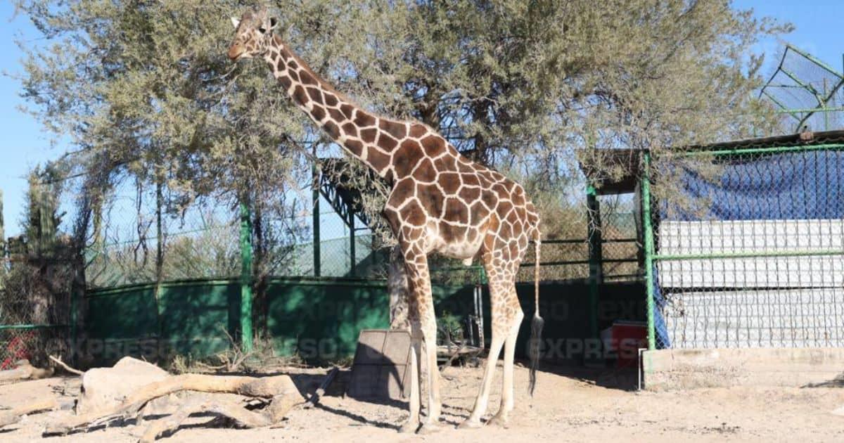 Jubilan a Pancho, jirafa con 26 años del Centro Ecológico de Sonora