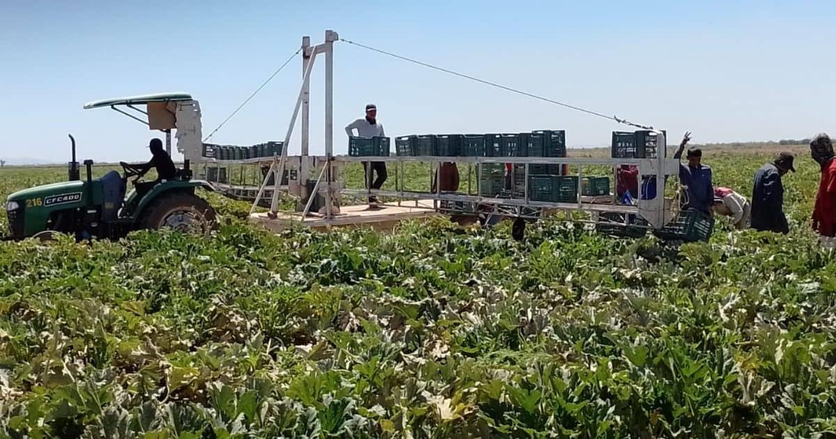 Temperaturas de hasta 0 grados en Guaymas y Empalme afectan los cultivos