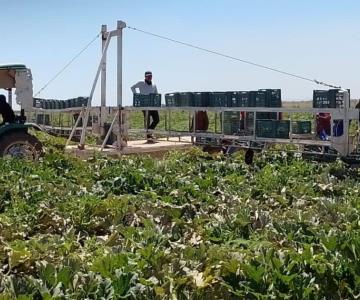 Temperaturas de hasta 0 grados en Guaymas y Empalme afectan los cultivos