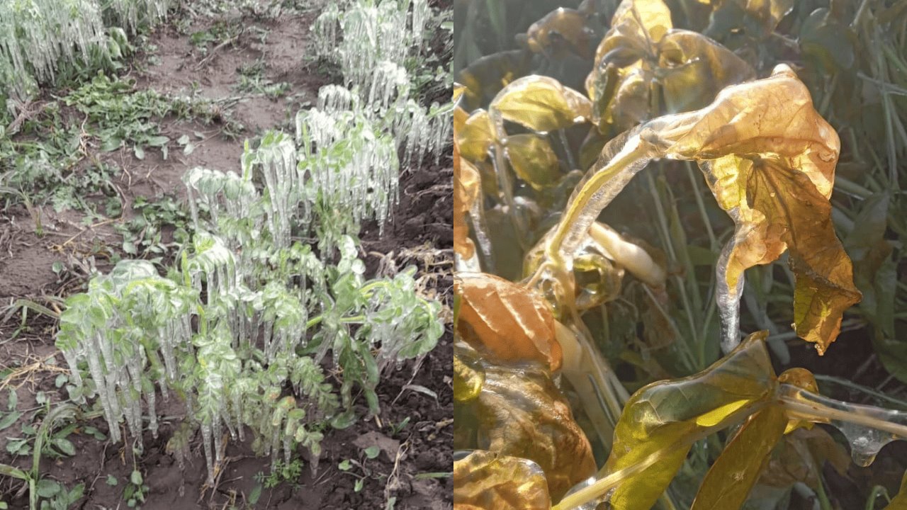 Cultivos del Valle del Yaqui los más afectados por las bajas temperaturas