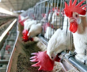 Bajo control la gripe aviar en Sonora: Sader