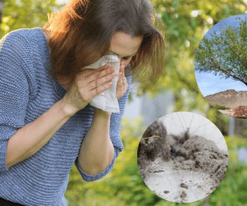 El mezquite, polen y ácaros, principales causa de alergias en Sonora