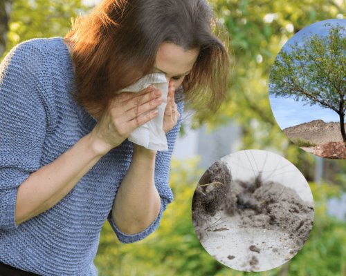 El mezquite, polen y ácaros, principales causa de alergias en Sonora
