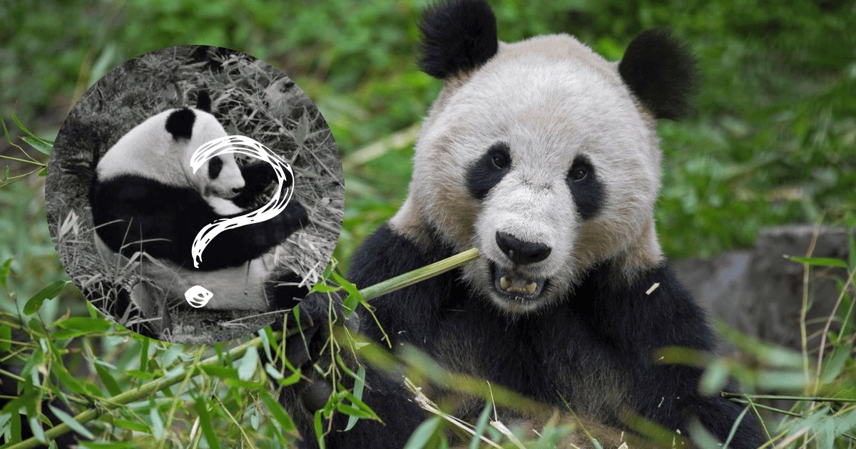 China es dueño de todos los pandas del mundo... excepto en México