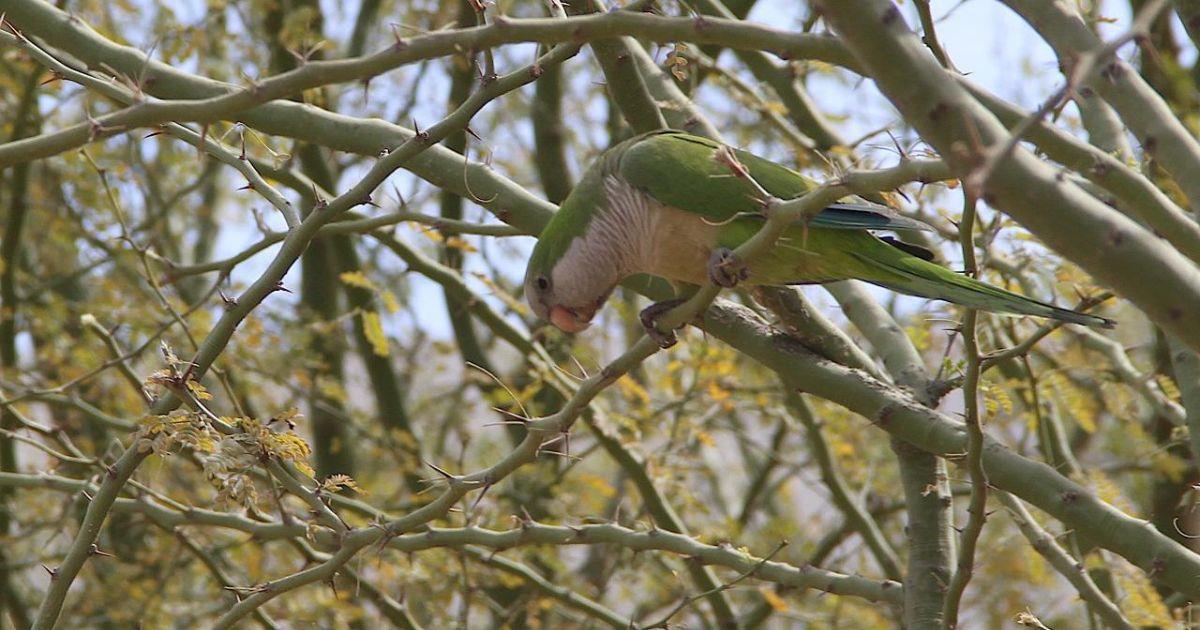 Plaga de pericos argentinos causa estragos en Hermosillo: especialista