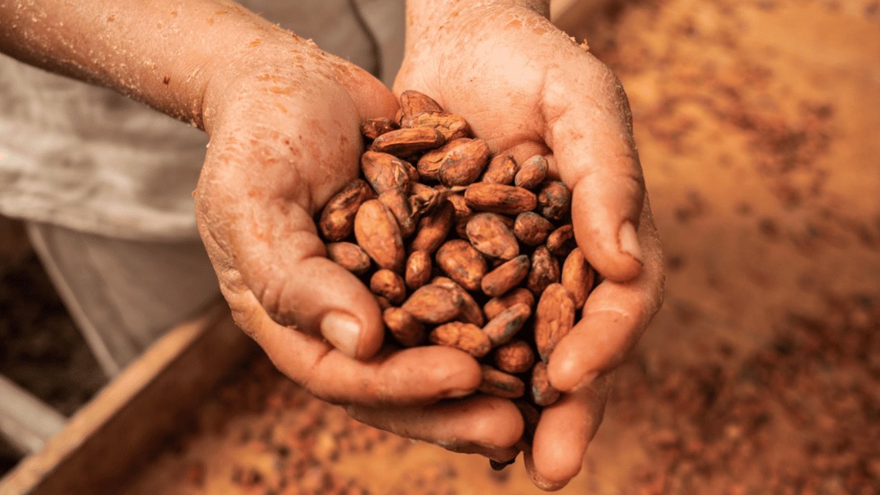 Precio del cacao alcanza su nivel más alto en más de cuatro décadas