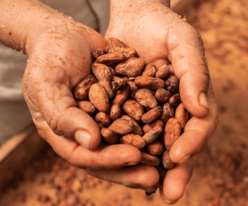 Precio del cacao alcanza su nivel más alto en más de cuatro décadas