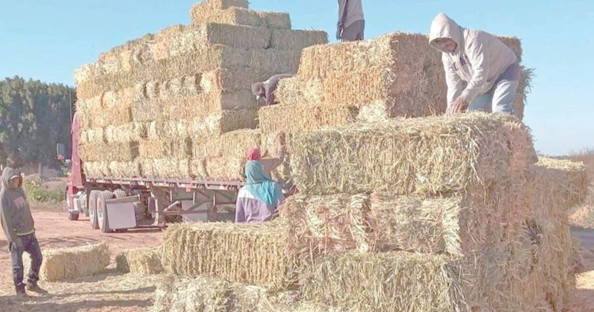 Sube el precio de pacas hasta en un 60%; ganaderos de Sonora viven crisis