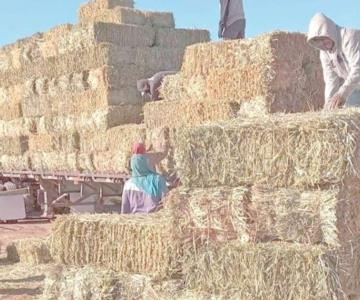 Sube el precio de pacas hasta en un 60%; ganaderos de Sonora viven crisis
