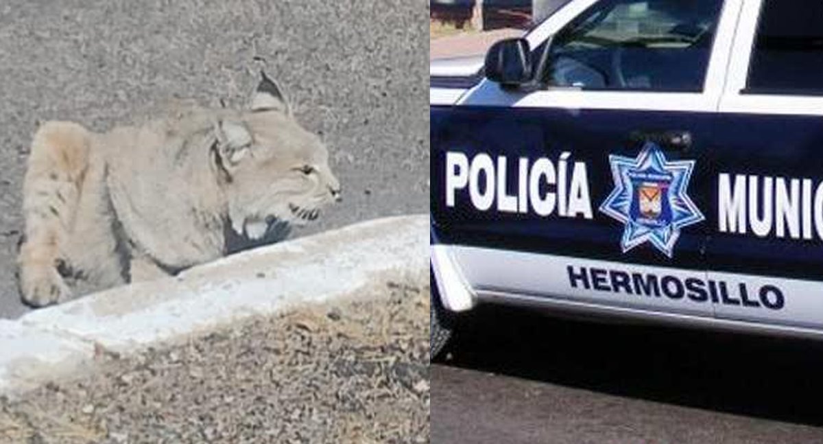 Localizan a gato montés debajo de un auto en la colonia Altares