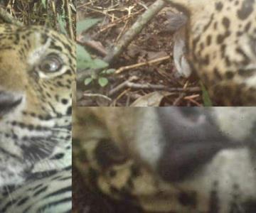 Enamora a las redes sociales imágenes de jaguar tomando selfies