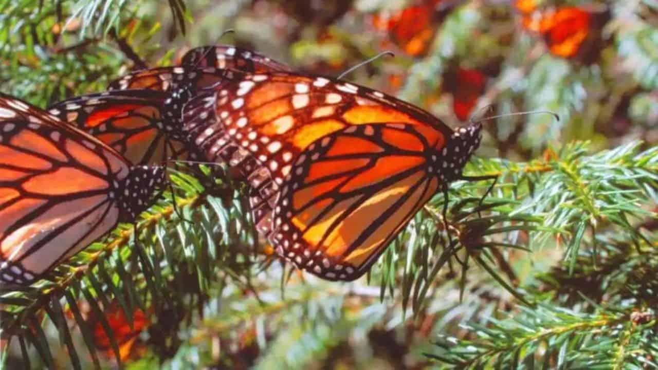 Reportan disminución del 59.3% en presencia de mariposa monarca en Michoacán
