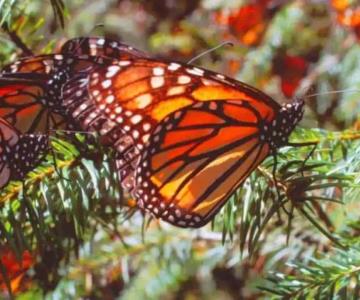 Reportan disminución del 59.3% en presencia de mariposa monarca en Michoacán