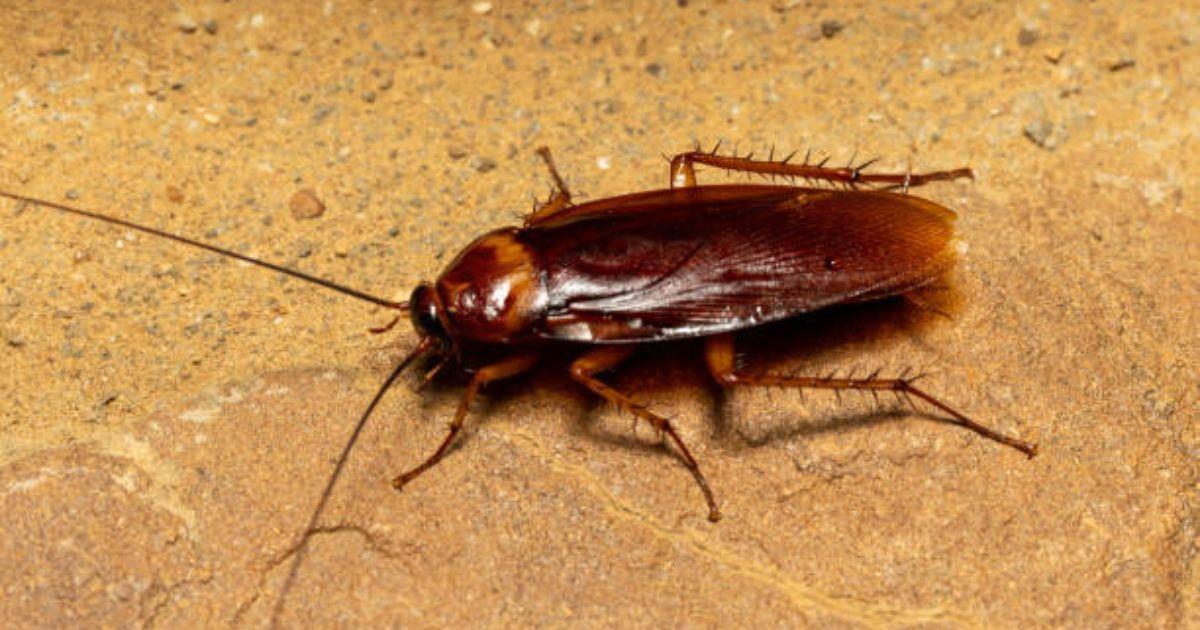 Ponle el nombre de tu ex a una cucaracha: Zoológico lanza convocatoria