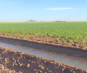 Incrementa la acumulación de agua en la zona agrícola de Sonora