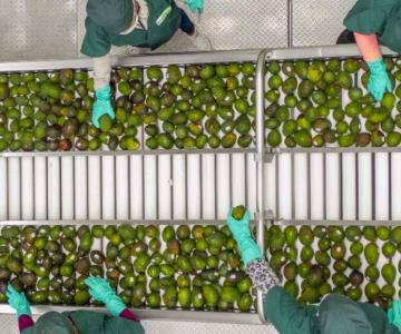 Estados Unidos pide mecanismo laboral T-MEC contra productora de guacamole