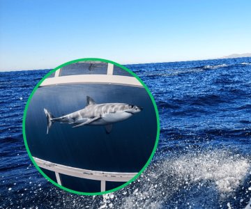 Pescadores reportan tercer avistamiento de tiburón en zona Guaymas-Empalme