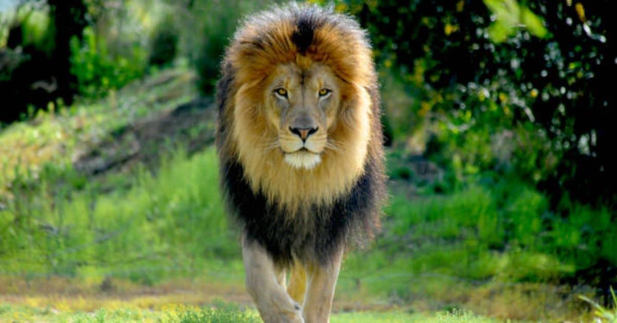 Hombre intenta tomarse una selfie con un león y muere devorado