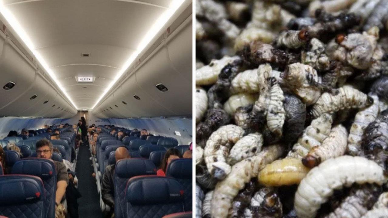 Lluvia de gusanos obliga a vuelo de Delta Air Lines aterrizar