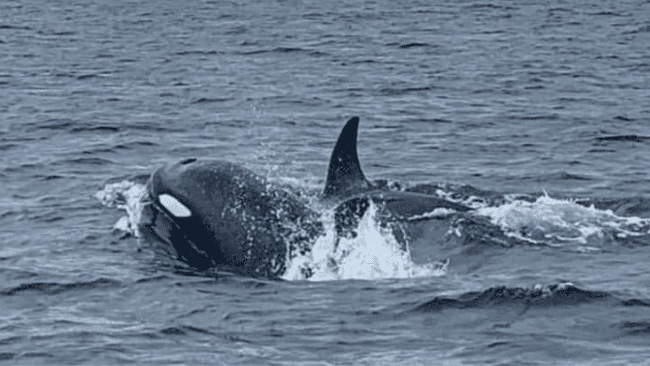 Alertan por avistamiento de orcas en la región Guaymas-Empalme