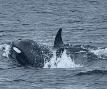 Alertan por avistamiento de orcas en la región Guaymas-Empalme