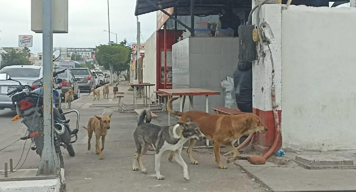 Preocupa en Navojoa aumento de perros callejeros