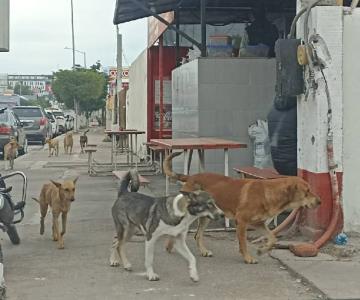 Preocupa en Navojoa aumento de perros callejeros