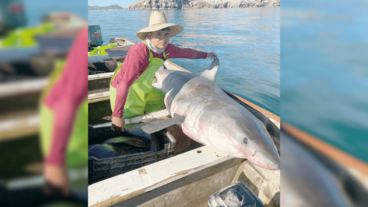 No había intención de capturar a tiburón: Voces Colectivas