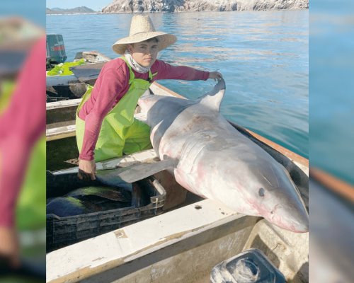 No había intención de capturar a tiburón: Voces Colectivas