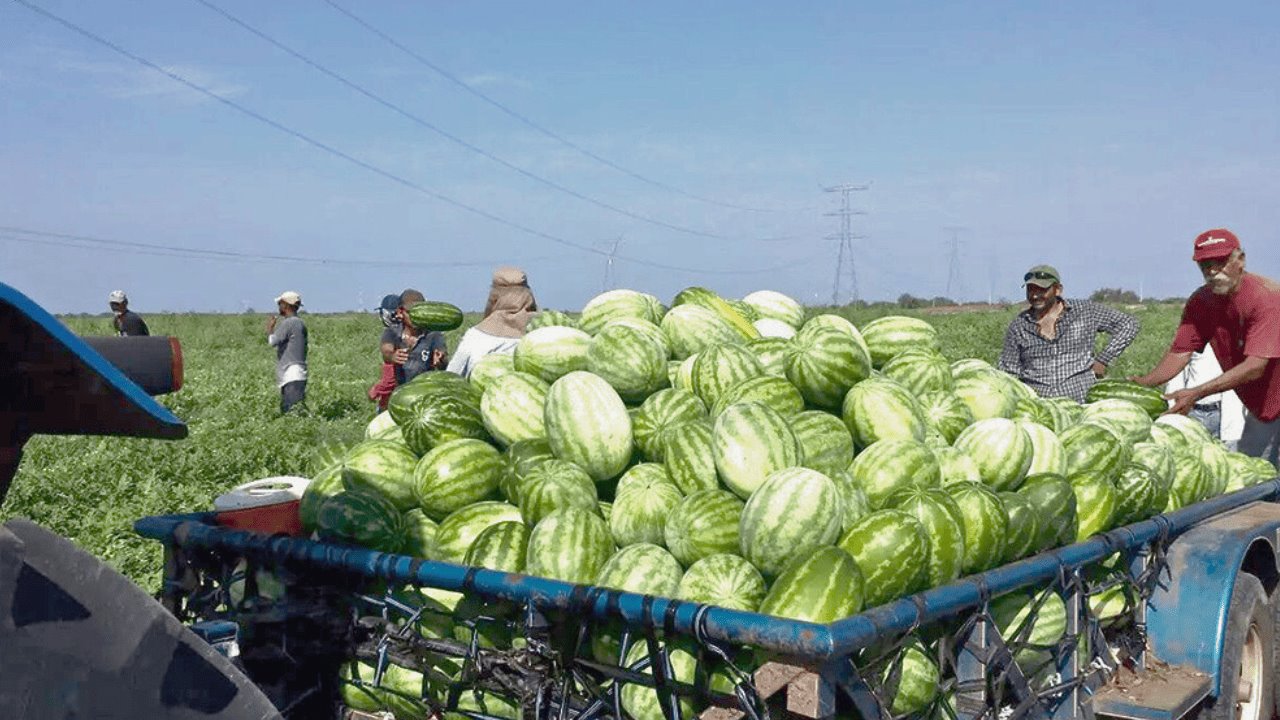 Sonora mantiene liderazgo en producción de sandía a nivel nacional