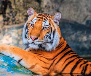 Rescatan a tigresa en Monterrey durante cateo contra narcomenudeo