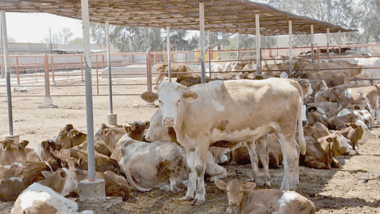 Sader anuncia apoyos para que ganaderos puedan adquirir toros sementales