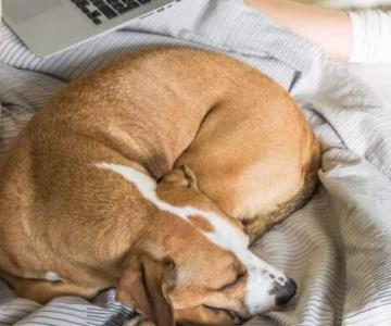 Pros y contras de dormir en la cama con mascotas, según veterinarios