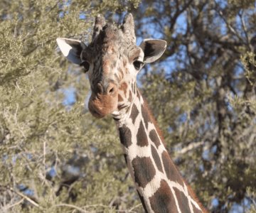 Centro Ecológico anuncia el fallecimiento de la jirafa Pancho