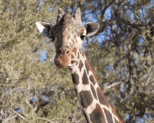 Centro Ecológico anuncia el fallecimiento de la jirafa Pancho