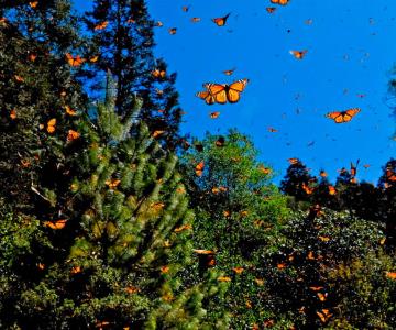 Migración de mariposas monarca disminuye