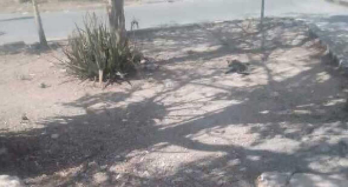 Detienen a mujer por comerse un gato en la vía pública en Yucatán