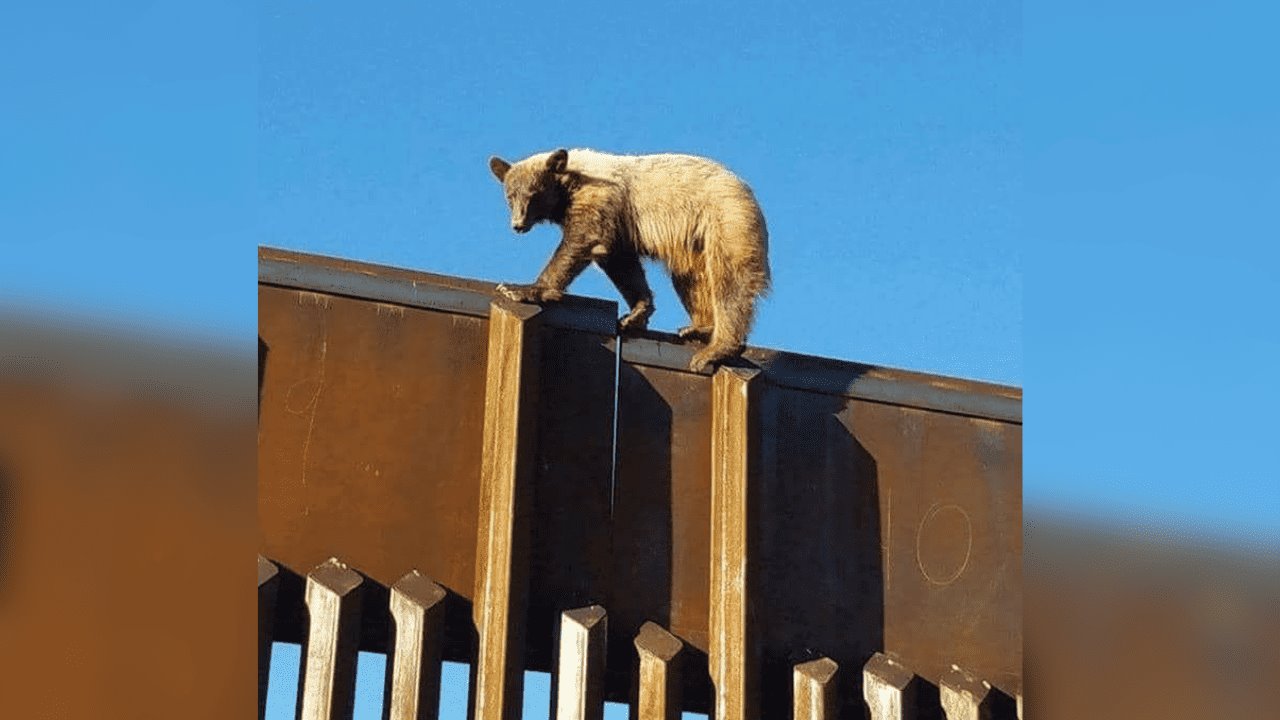 Avistan oso en la frontera de Naco, Sonora, con Estados unidos