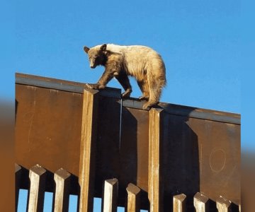 Avistan oso en la frontera de Naco, Sonora, con Estados unidos