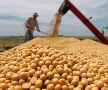 Será necesario importar granos básicos por demanda de mercados: economista