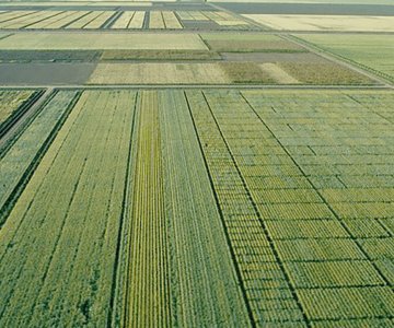 Productores del sur de Sonora tendrán dos nuevas variedades de trigo harinero