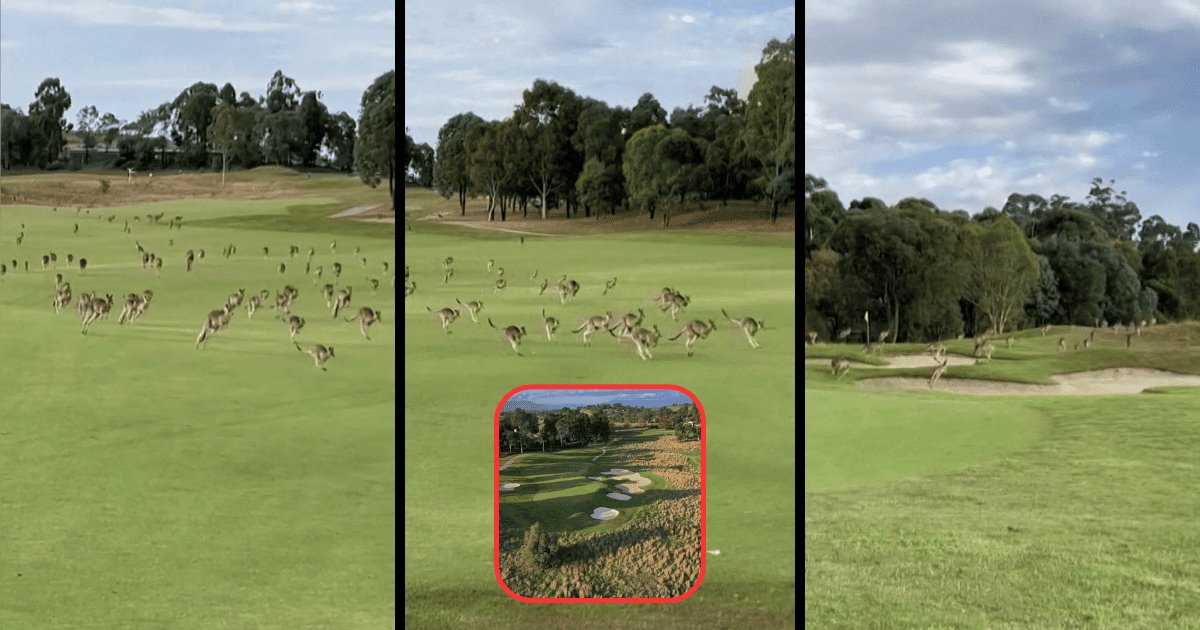 Viral: manada de canguros interrumpe juego de golf cruzando todo el campo