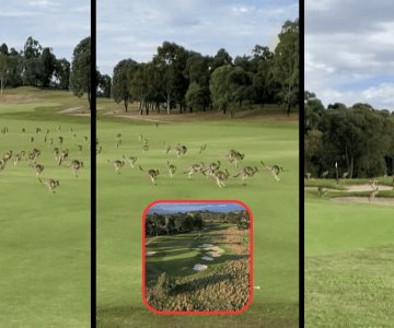 Viral: manada de canguros interrumpe juego de golf cruzando todo el campo